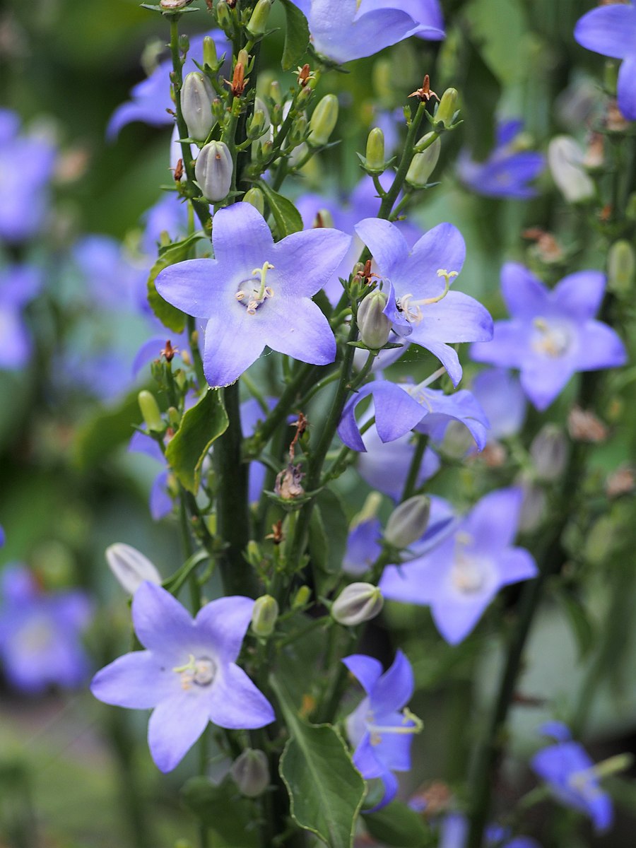 A close-up of blue chimney bellflowers with green foliage in the background.