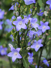 A close-up of blue chimney bellflowers with green foliage in the background.