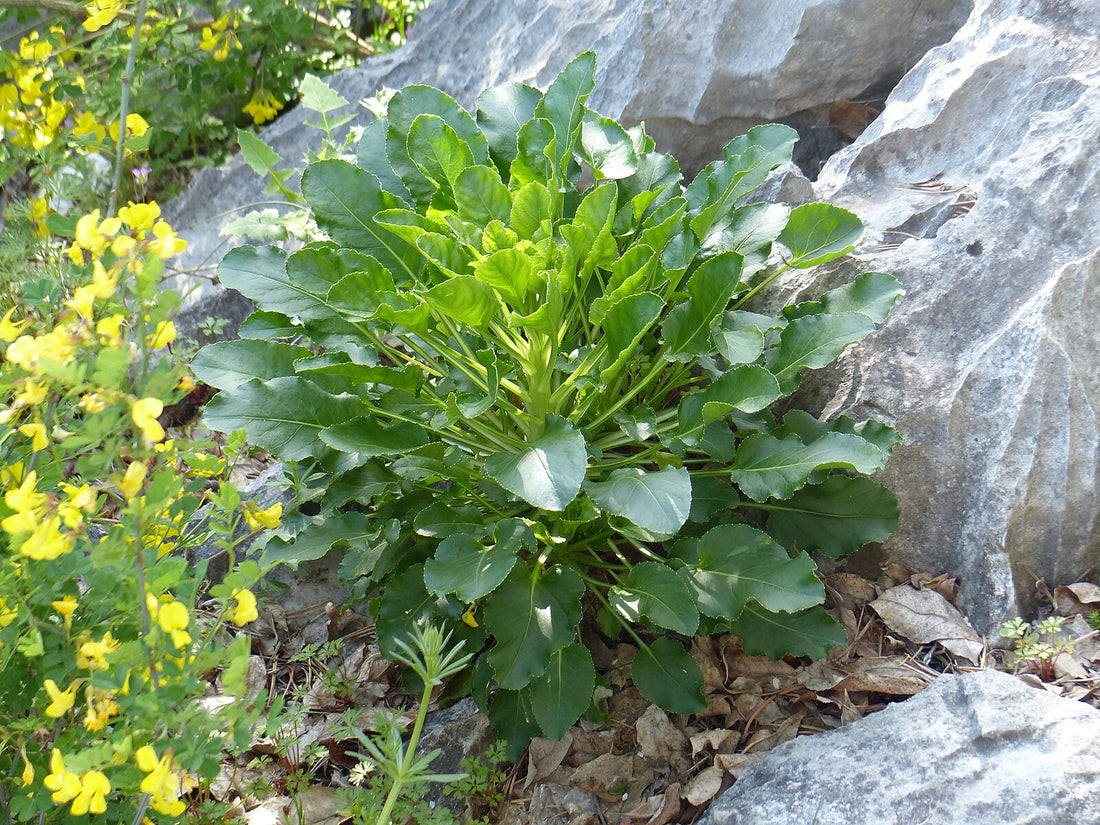 Campanula pyramidalis var. alba (chimney bellflower)  plant with large leaves growing among rocks and yellow flowers
