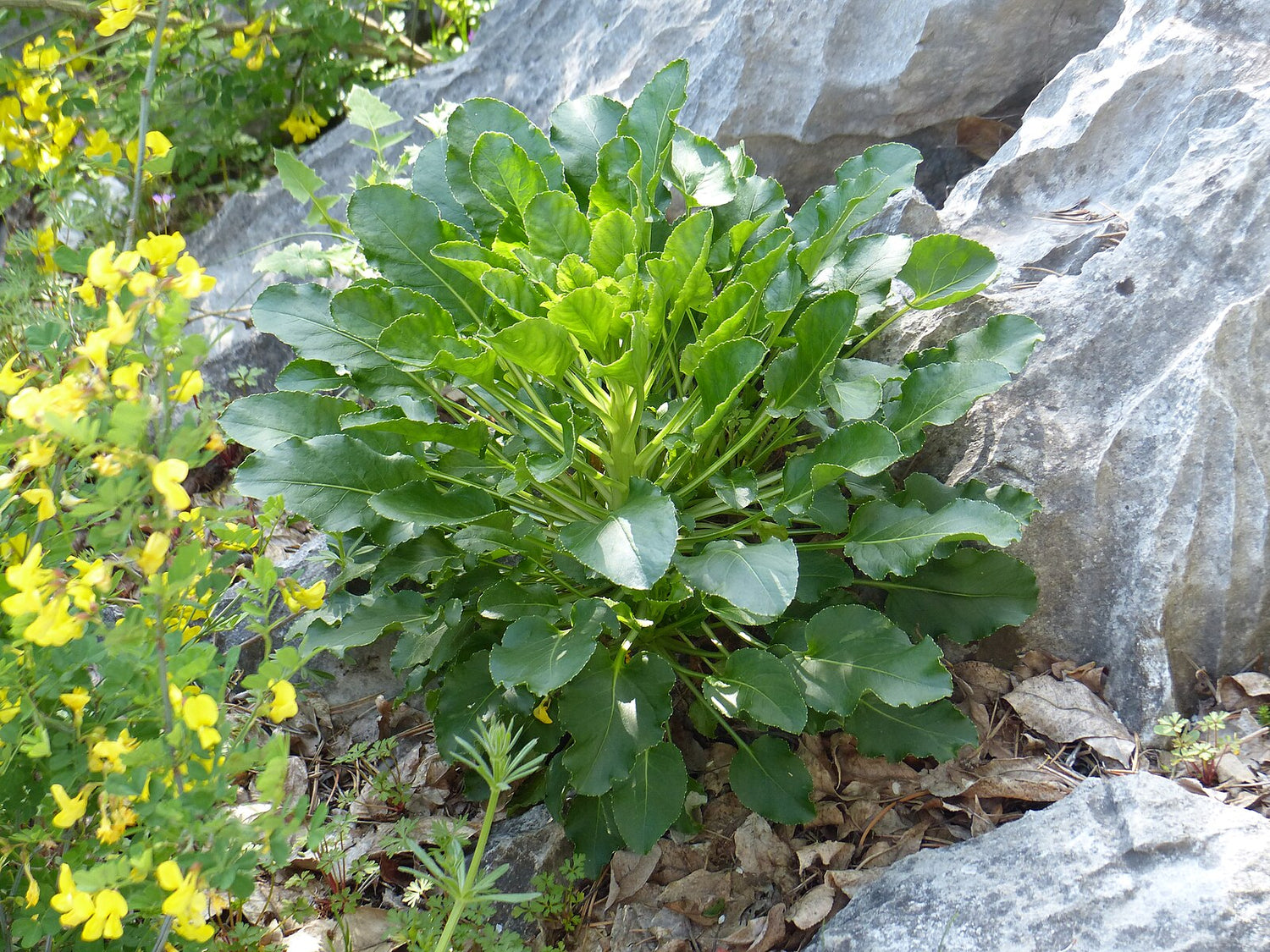 Campanula pyramidalis var. alba (chimney bellflower)  plant with large leaves growing among rocks and yellow flowers