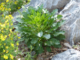 Campanula pyramidalis var. alba (chimney bellflower)  plant with large leaves growing among rocks and yellow flowers