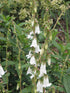 Campanula alliariifolia (Cornish bellflower)