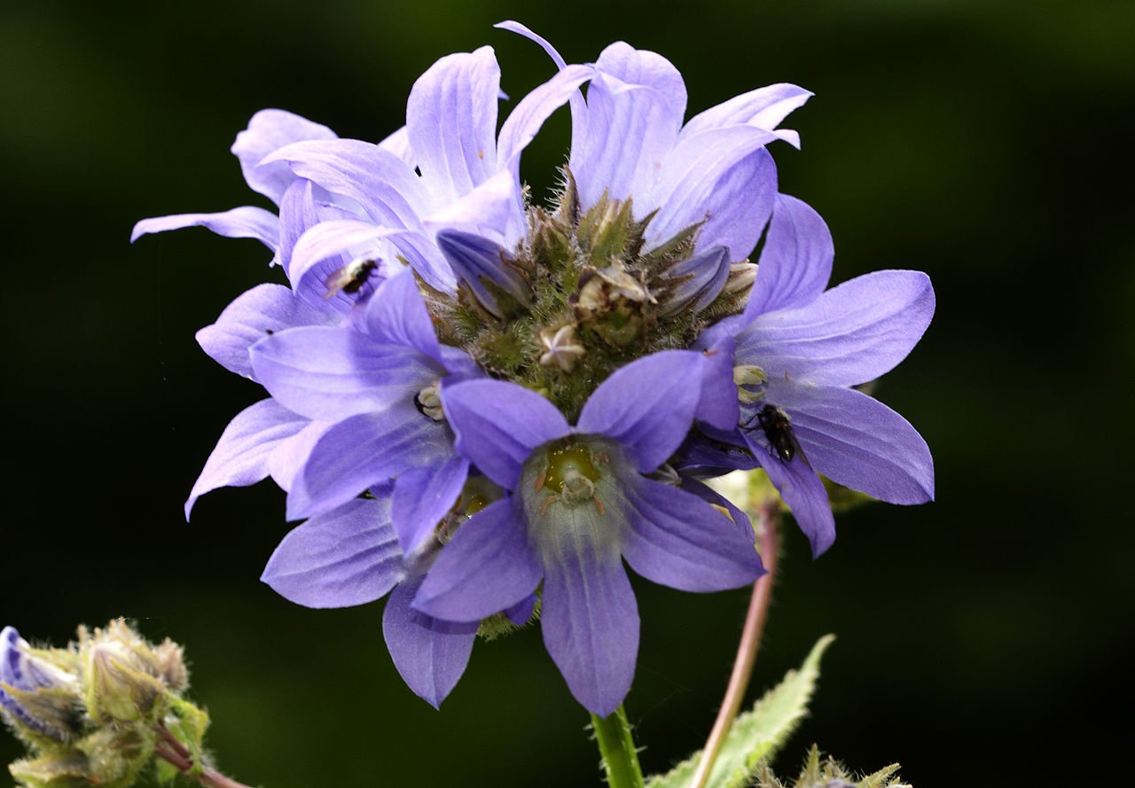 Campanula lactiflora (milky bellflower)