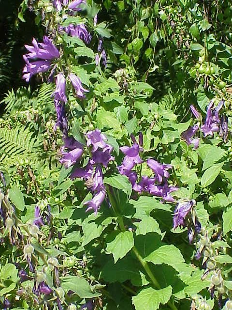 Campanula latifolia var. macrantha (tall bellflower)