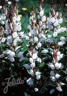 Campanula latifolia var. macrantha &