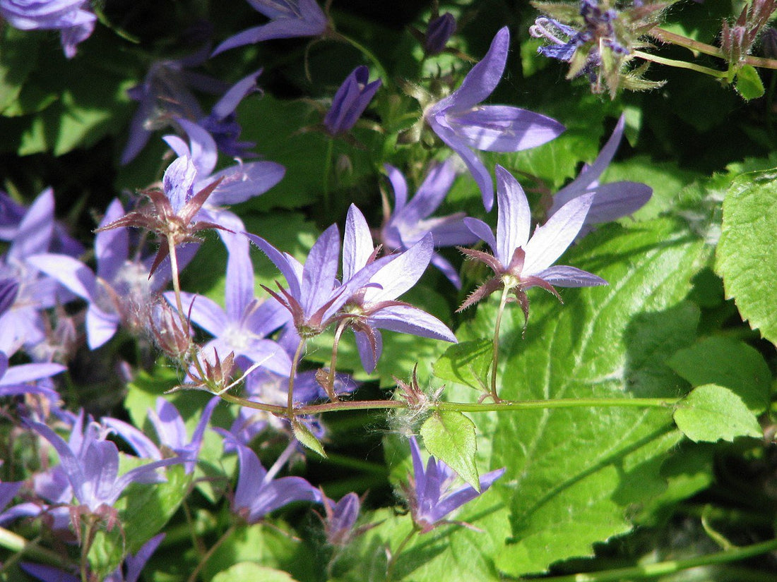 Campanula poscharskyana (Serbian bellflower)