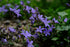 Campanula poscharskyana (Serbian bellflower) purple blooms in the June garden