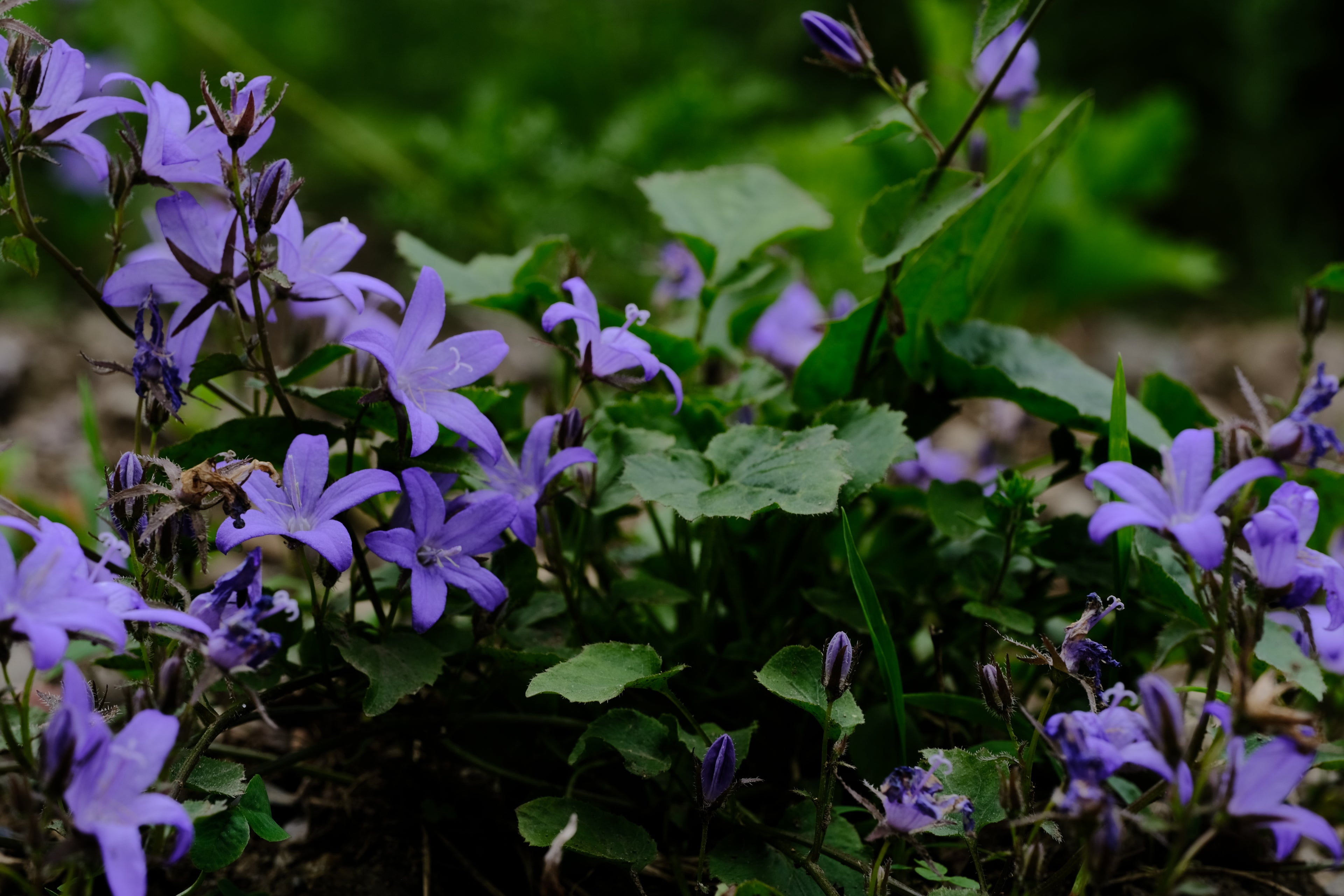 Campanula poscharskyana (Serbian bellflower) purple blooms in the June garden