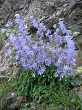 Campanula sarmatica (Georgian bellflower)