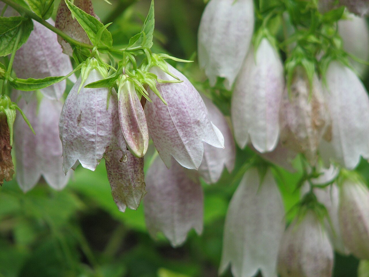 Campanula takesimana (Korean bellflower) light pink flowers