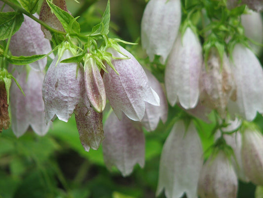 Campanula takesimana