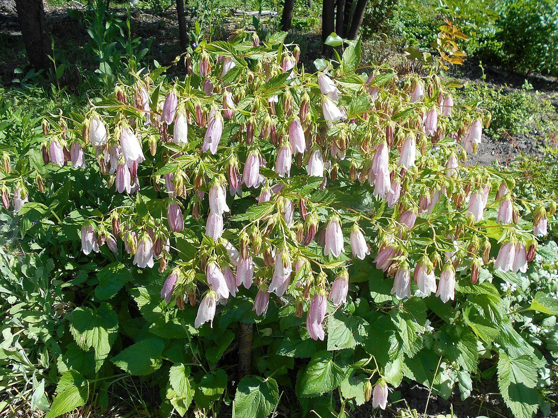 Campanula takesimana (Korean bellflower) in full bloom