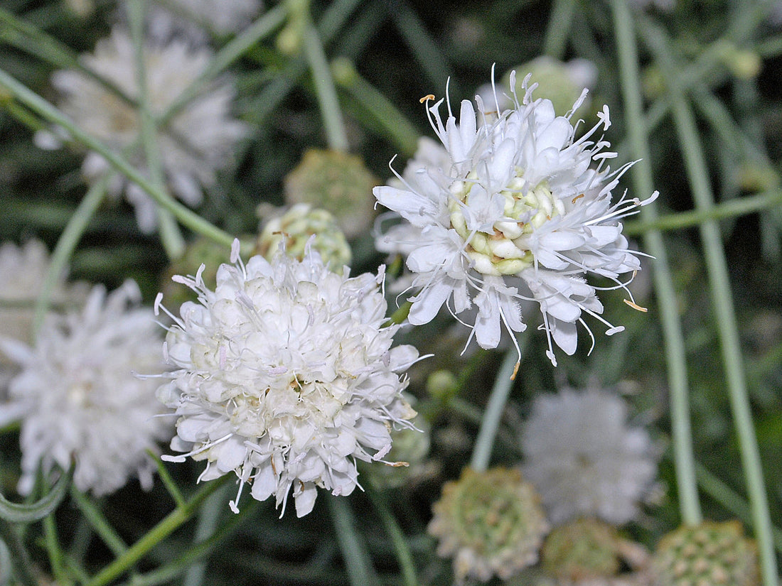 Cephalaria leucantha | giant scabious