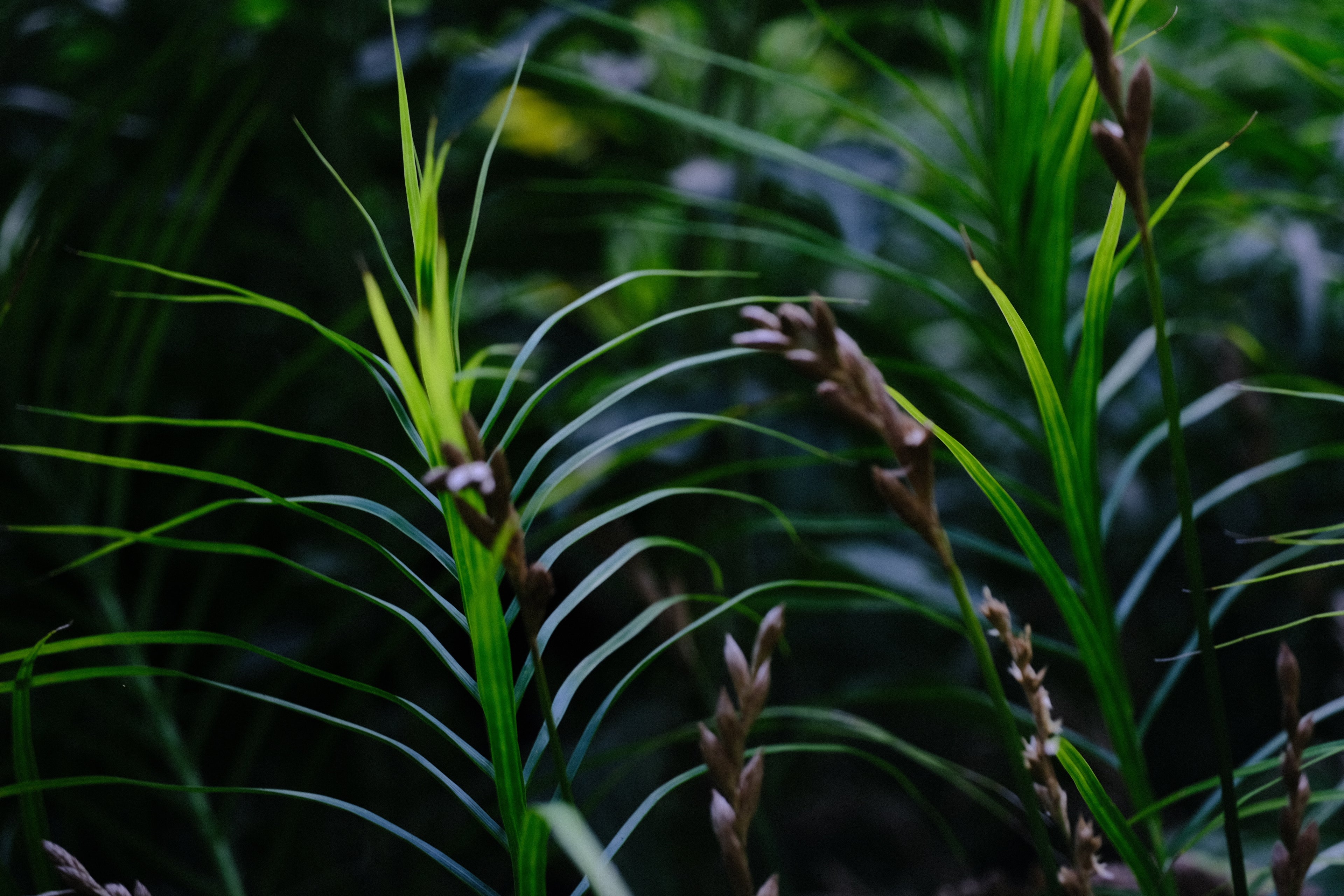 Carex muskingumensis (palm sedge) flowers