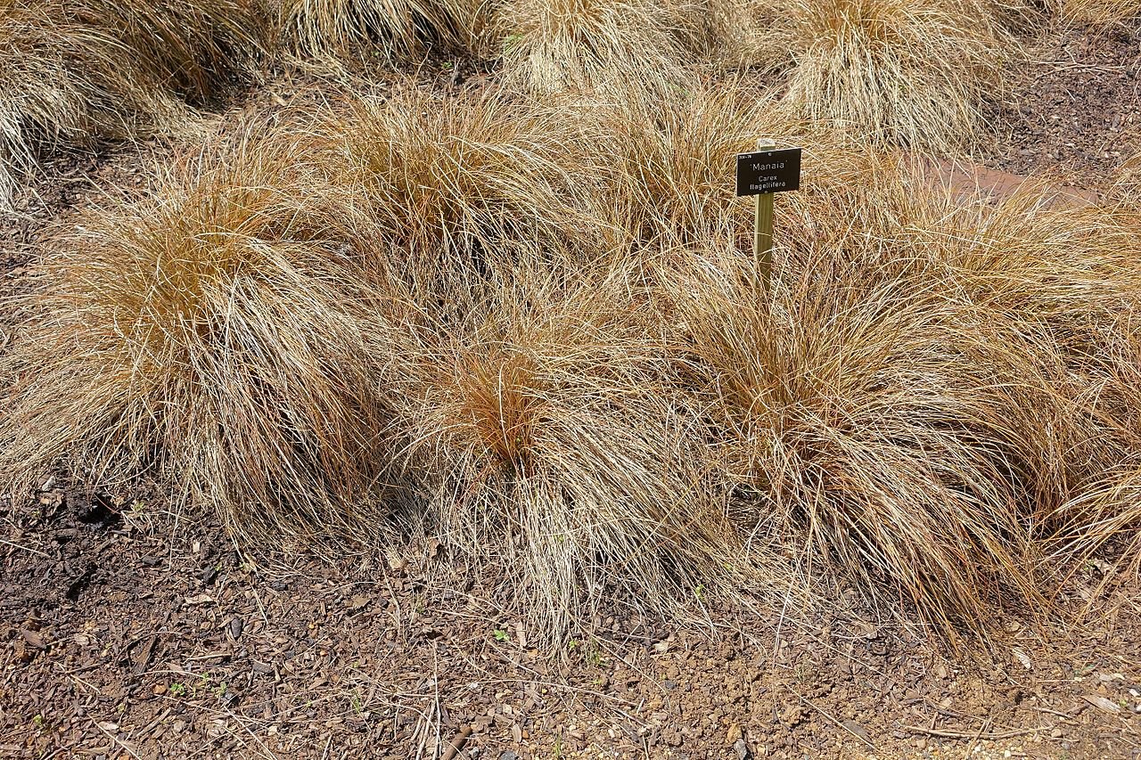 Carex flagellifera (weeping brown sedge)