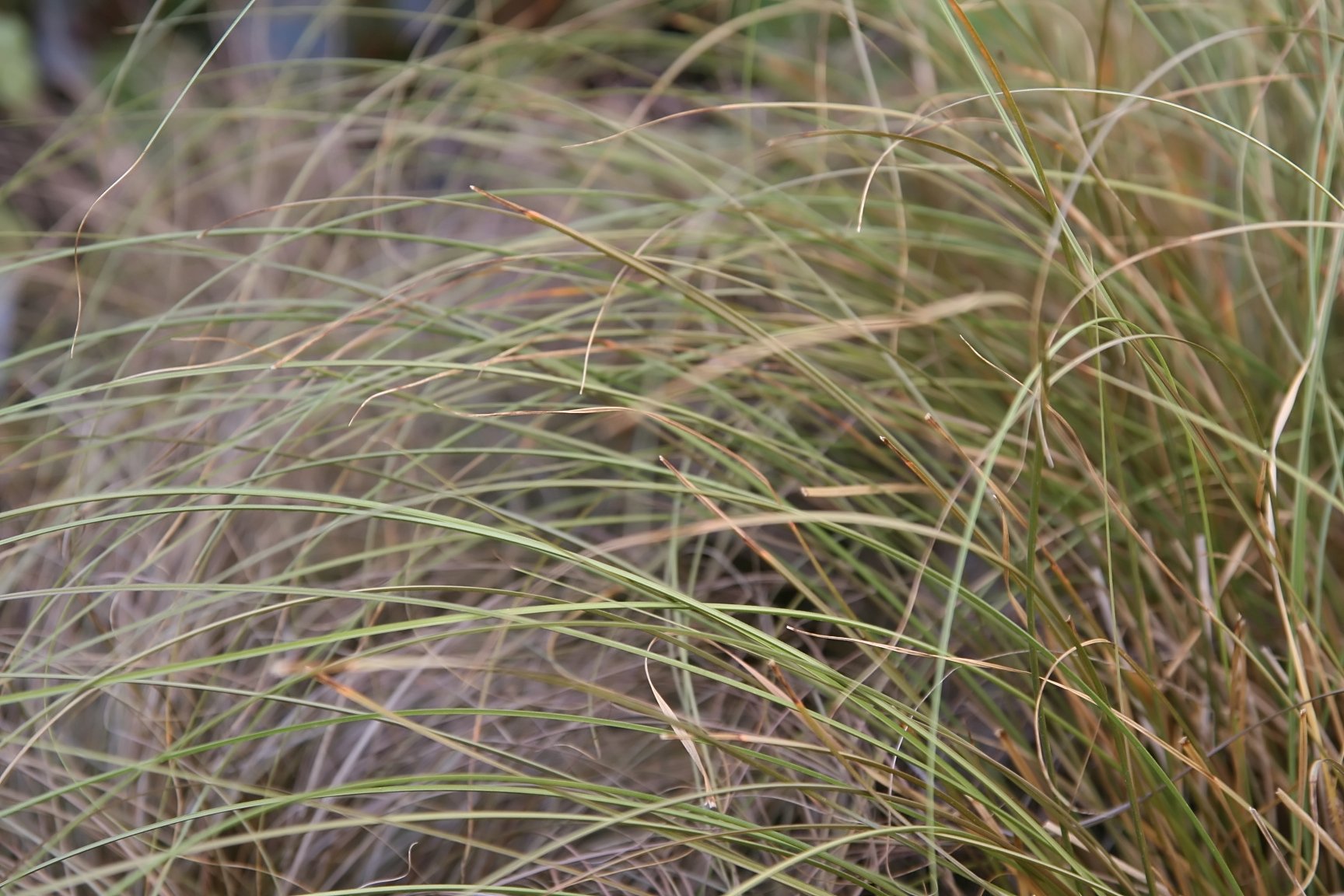 Carex flagellifera (weeping brown sedge) foliage