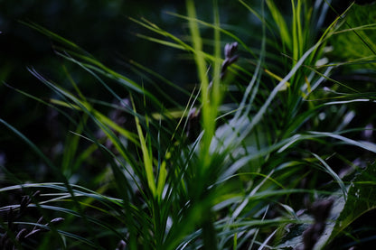 Carex muskingumensis