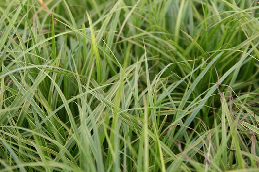 Carex muskingumensis