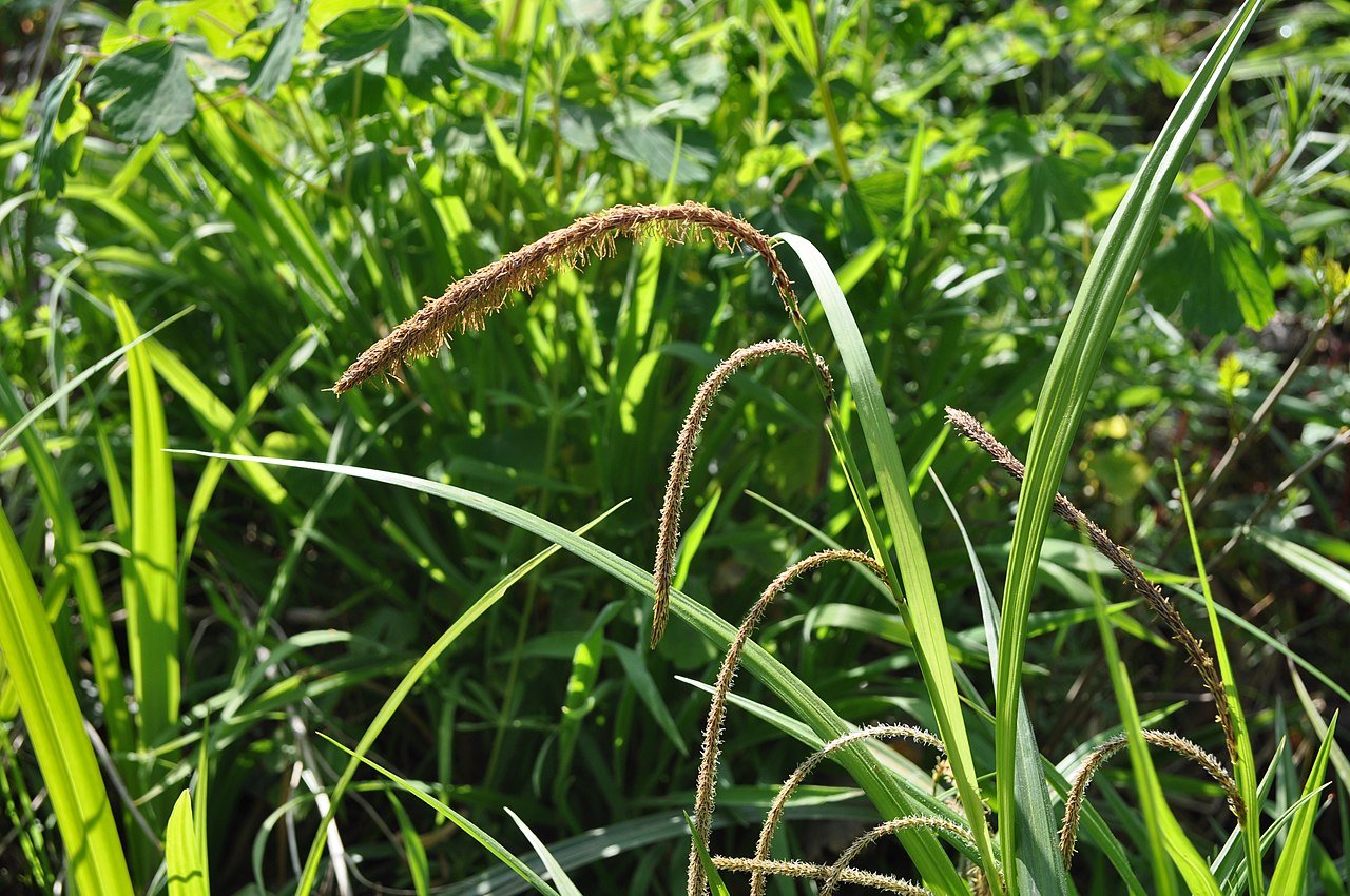 Carex pendula (drooping sedge)