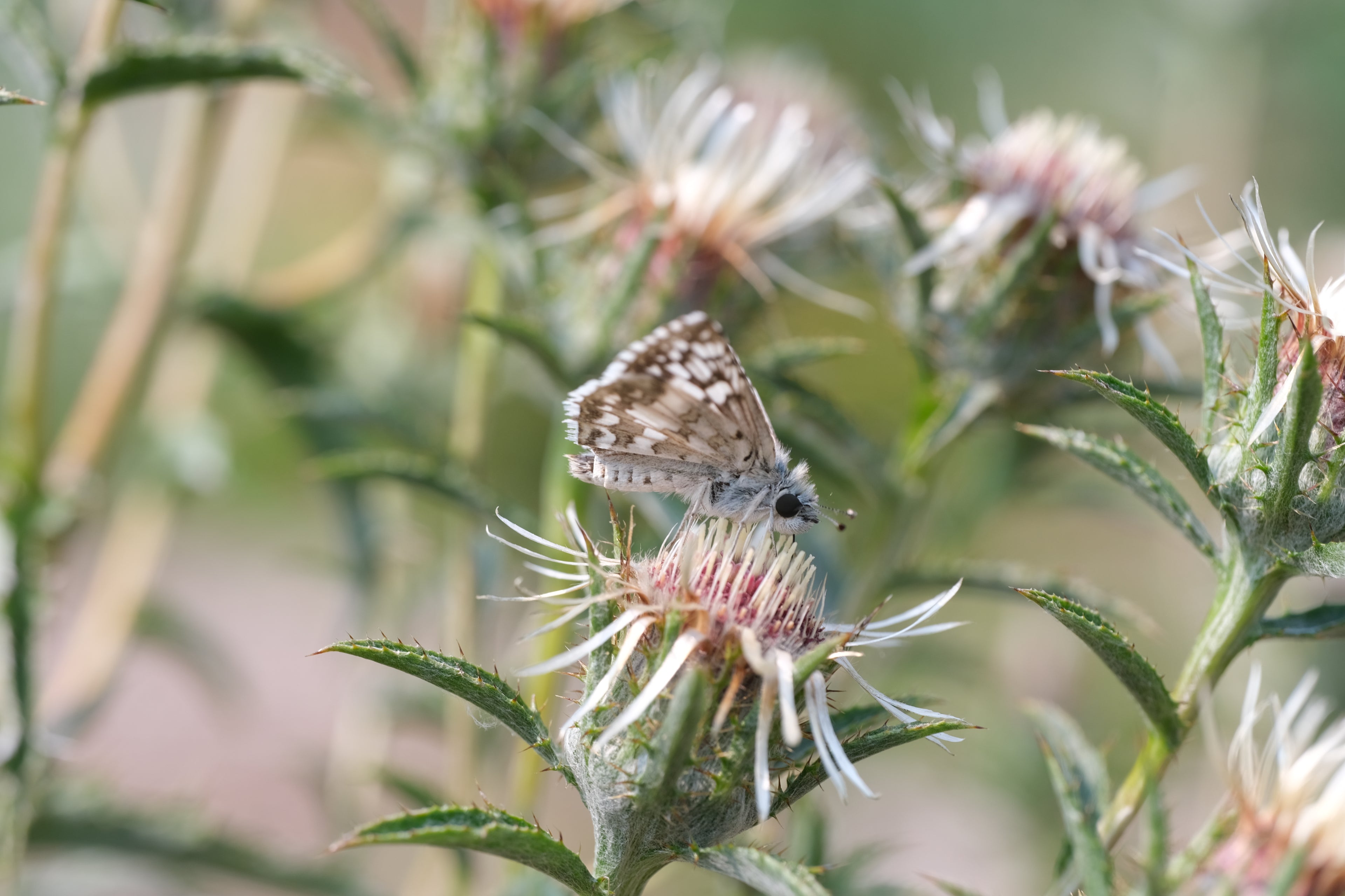 Carlina vulgaris 'Silver Star' with common checkered skipper