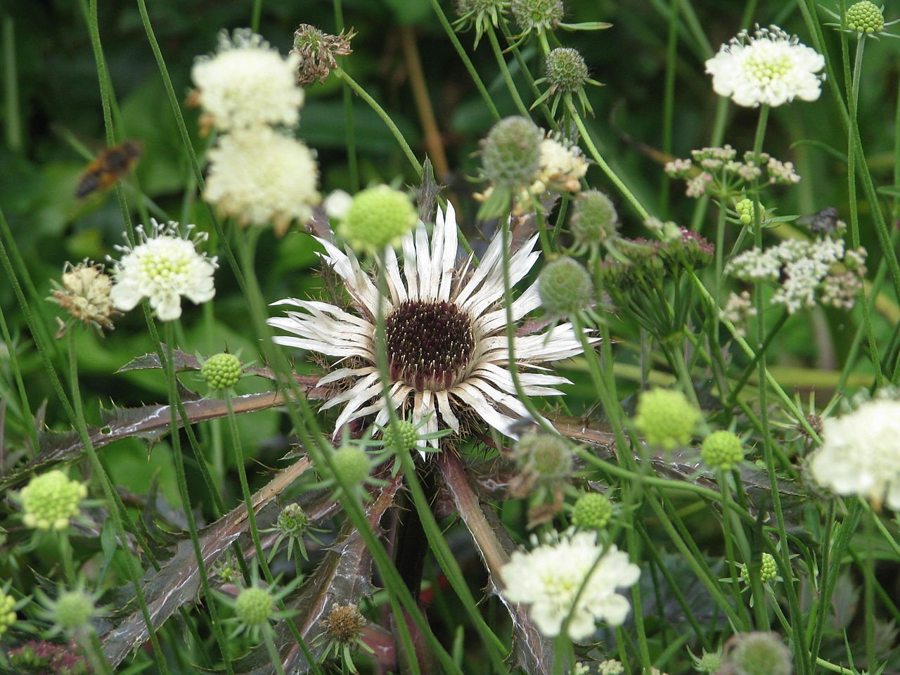 Carlina acaulis ssp. caulescens &