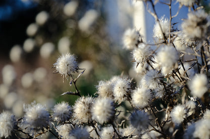 Carlina vulgaris &