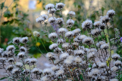 Carlina vulgaris &