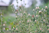 Carlina vulgaris &