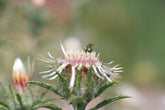 Carlina vulgaris &