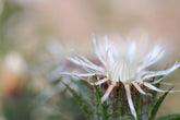 Carlina vulgaris &