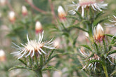 Carlina vulgaris &