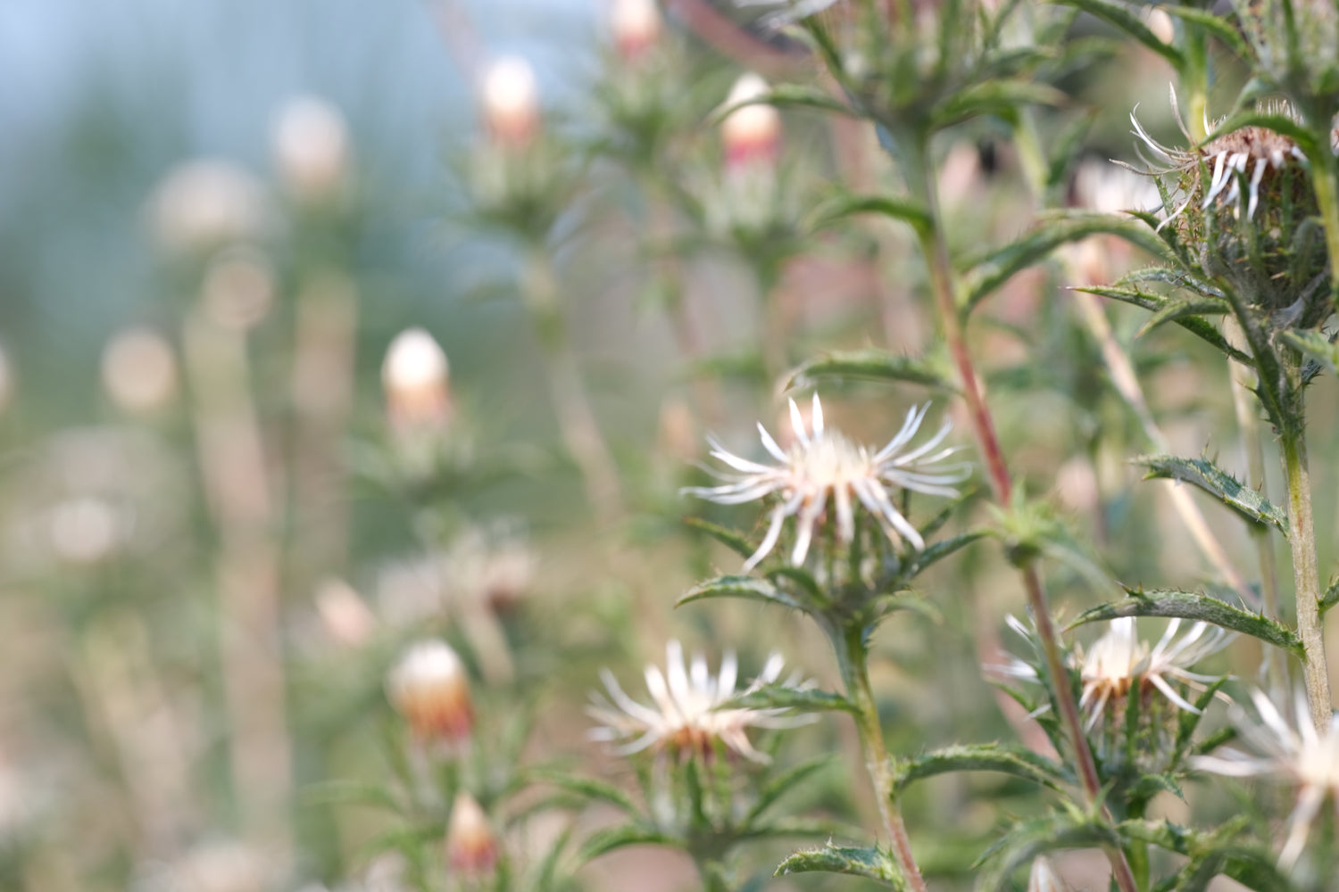 Carlina vulgaris &