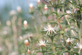 Carlina vulgaris &