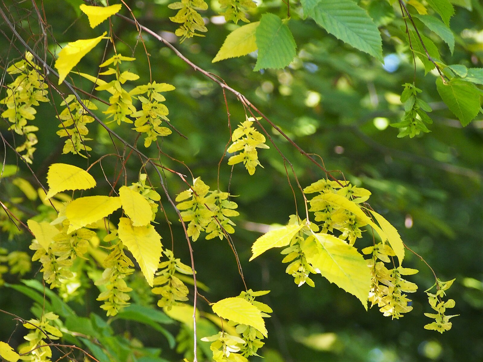 Branches of American hornbeam tree with green leaves in foliage.