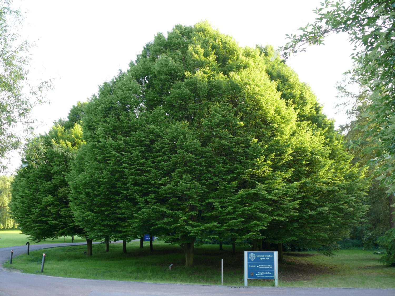 Carpinus betulus (European hornbeam)