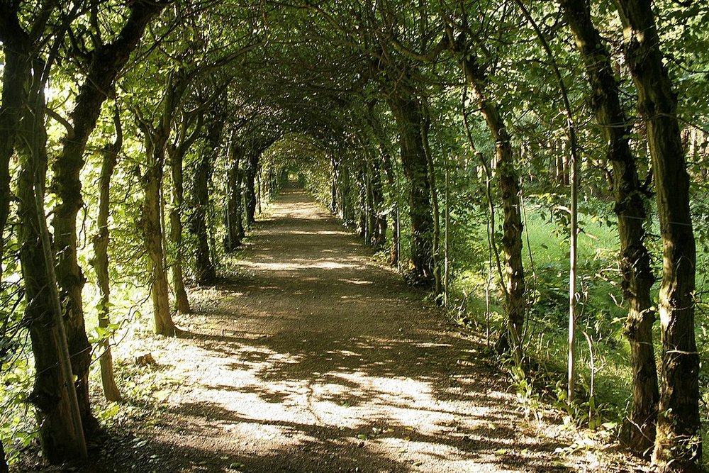 Carpinus betulus (European hornbeam) allee