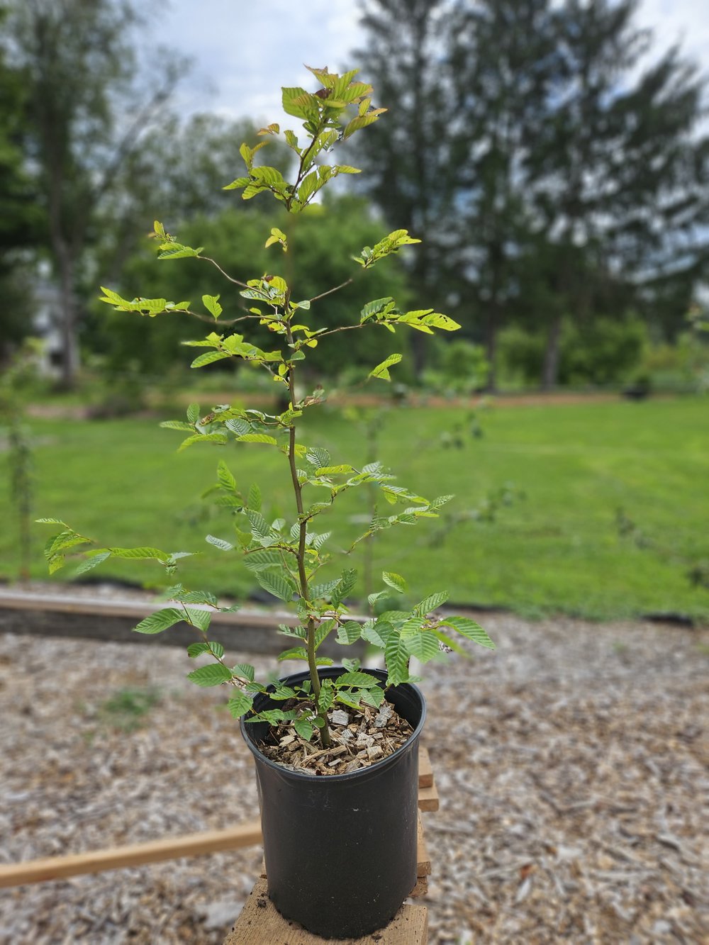 Carpinus betulus (European hornbeam) sale size at The Old Dairy Nursery