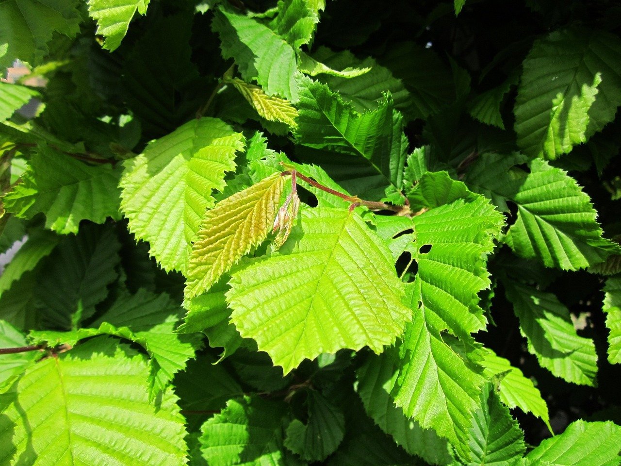 Carpinus betulus (European hornbeam) foliage