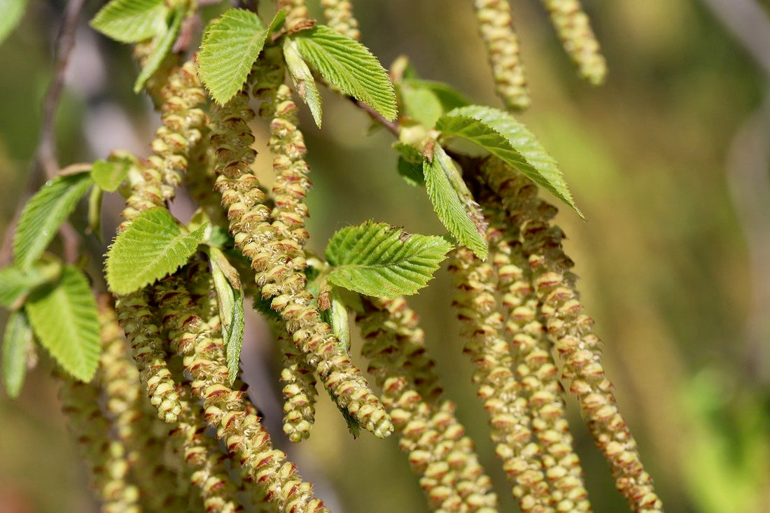 Carpinus betulus (European hornbeam) catkins