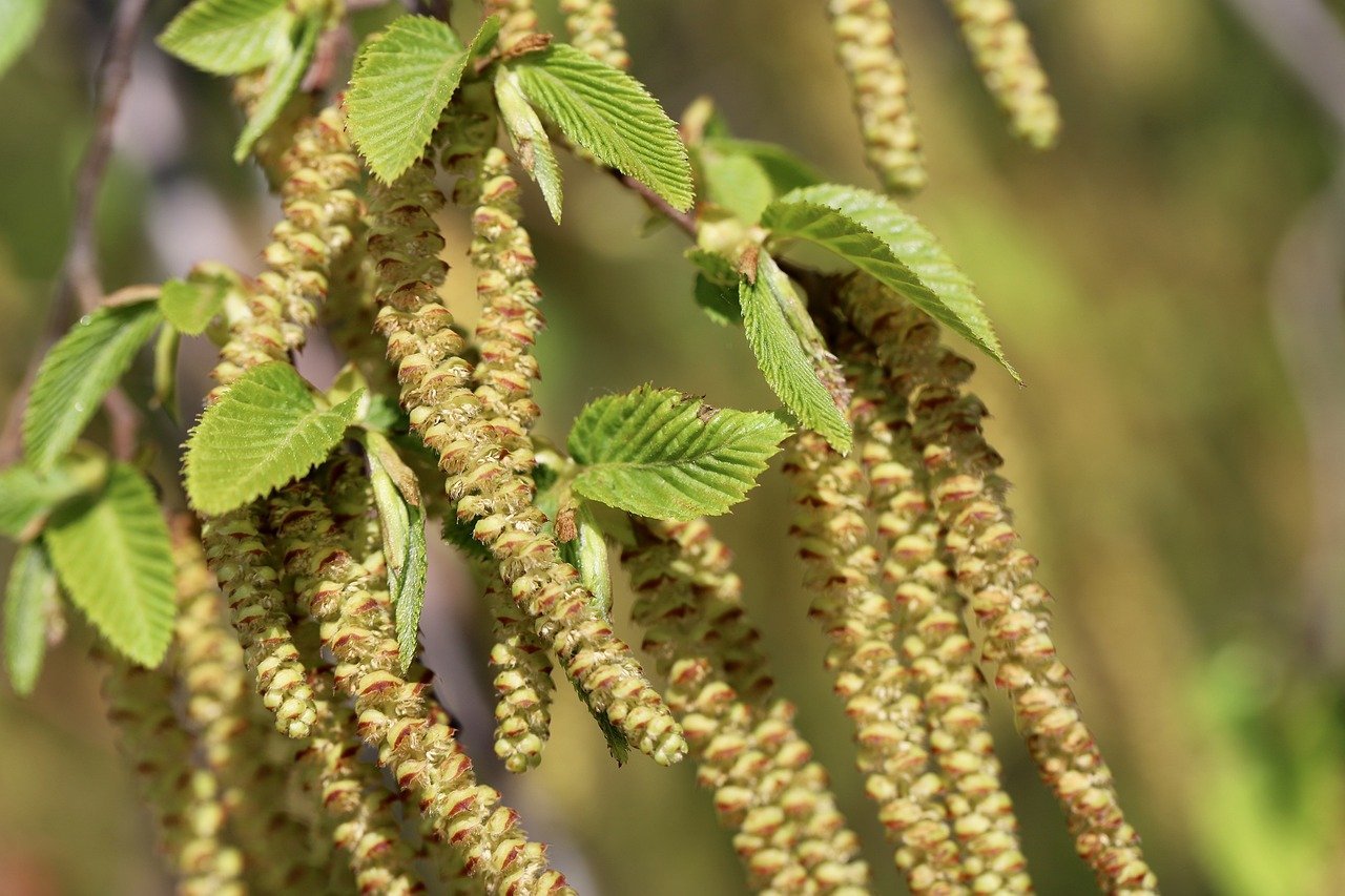 Carpinus betulus (European hornbeam) catkins