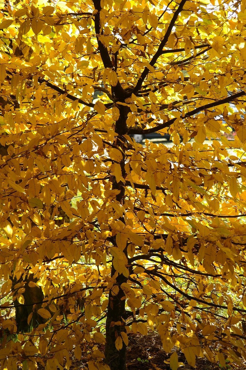 Carpinus betulus (European hornbeam) fall foliage