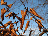 Carpinus betulus (European hornbeam) winter foliage