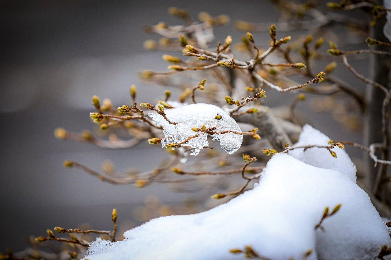 Carpinus betulus (European hornbeam) buds in snow