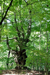 Carpinus betulus (European hornbeam) ancient tree