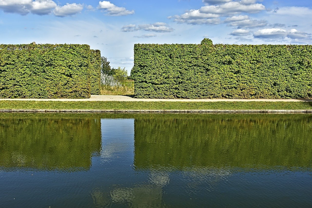 Carpinus betulus (European hornbeam) hedge