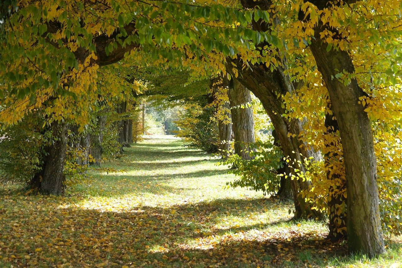 Carpinus betulus (European hornbeam) old allee