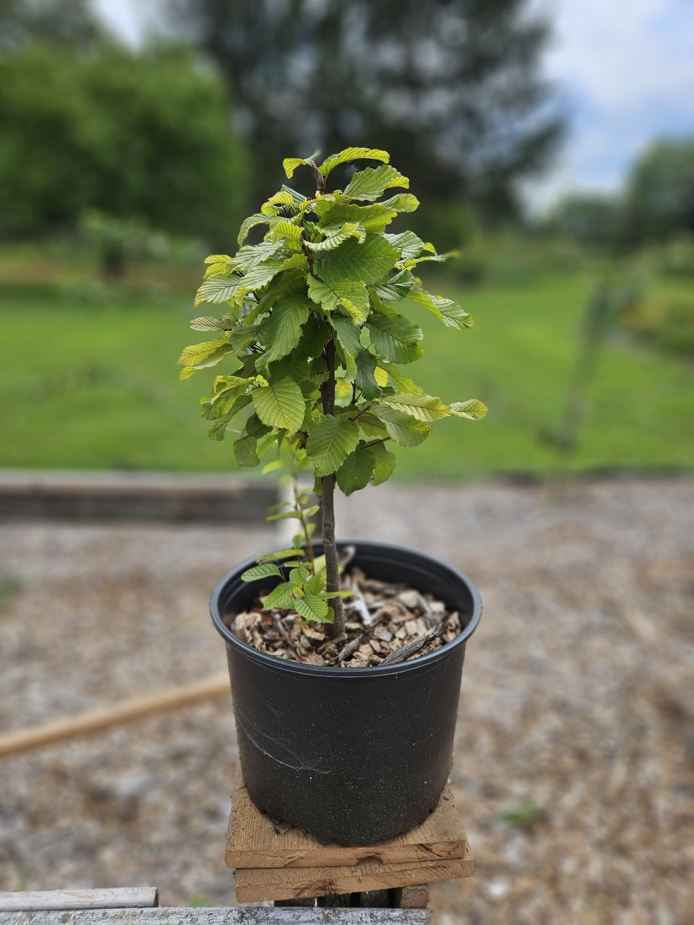 Carpinus betulus 'Columnaris Nana' sale size at The Old Dairy Nursery