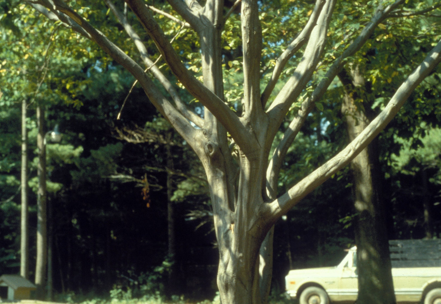 Carpinus caroliniana &