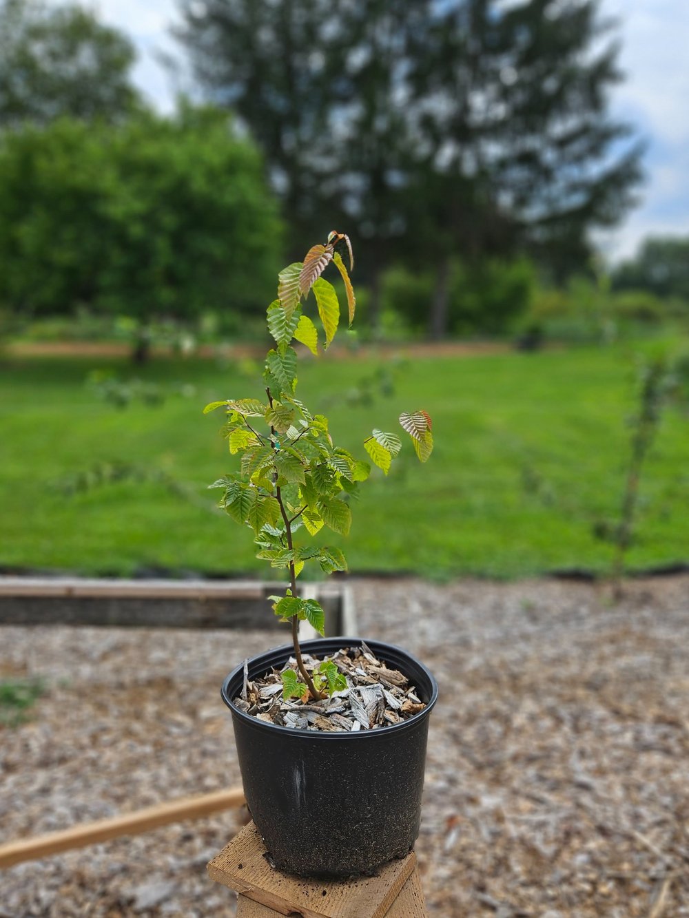 Carpinus caroliniana &