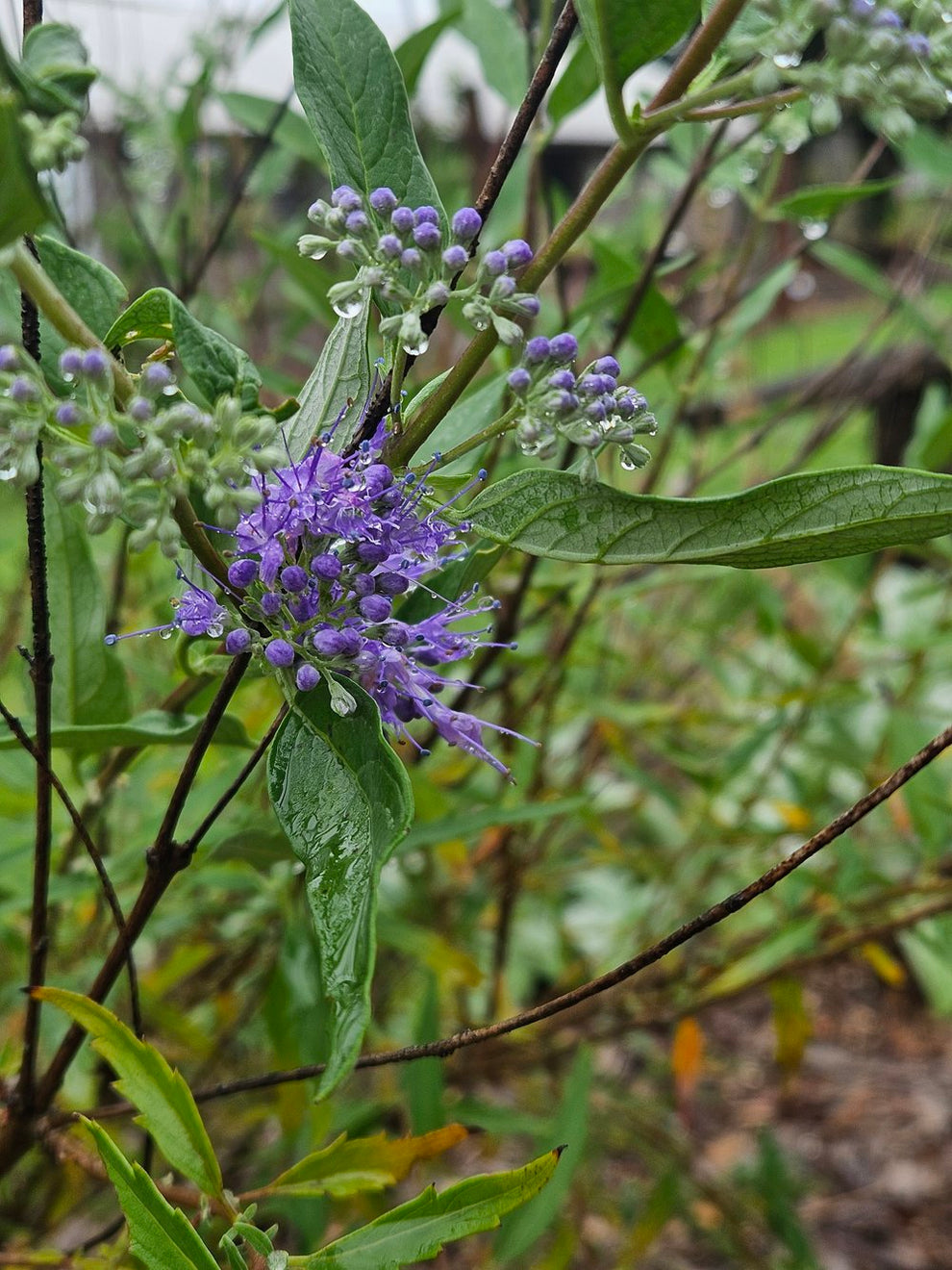 Caryopteris X Clandonensis Longwood Blue The Old Dairy Nursery And Gardens 9473